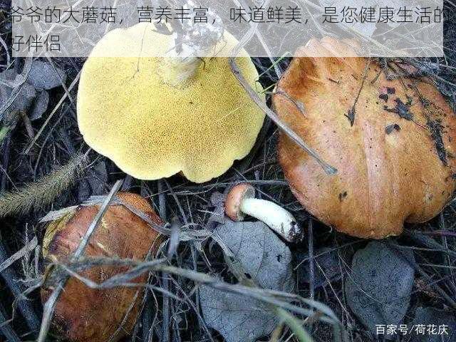 爷爷的大蘑菇，营养丰富，味道鲜美，是您健康生活的好伴侣