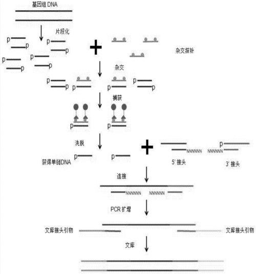 关于文库零境交错负面状态解除净化策略的全面详解