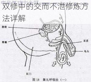 双修中的交而不泄修炼方法详解